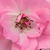Roze - Polyantha roos - Kempelen Farkas emléke